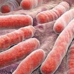 Mycoplasma